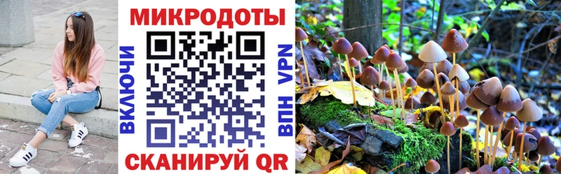 Купить закладки Чайковский Псилоцибиновые грибы Psilocybe